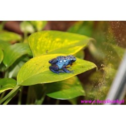 Drzewołaz niebieski [Dendrobates azureus]