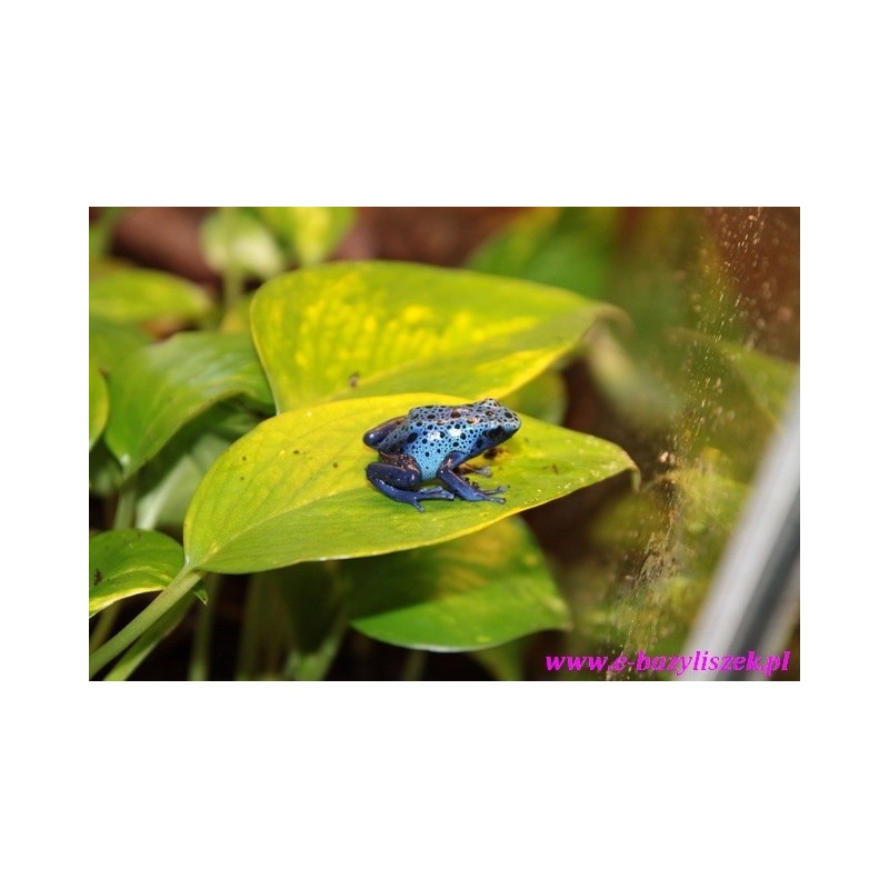 Drzewołaz niebieski [Dendrobates azureus]