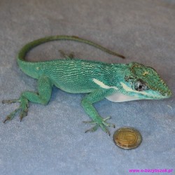 Anolis kubański [Anolis equesttris]