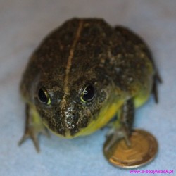 Afrykańska żaba byk [Pyxicephalus edulis]
