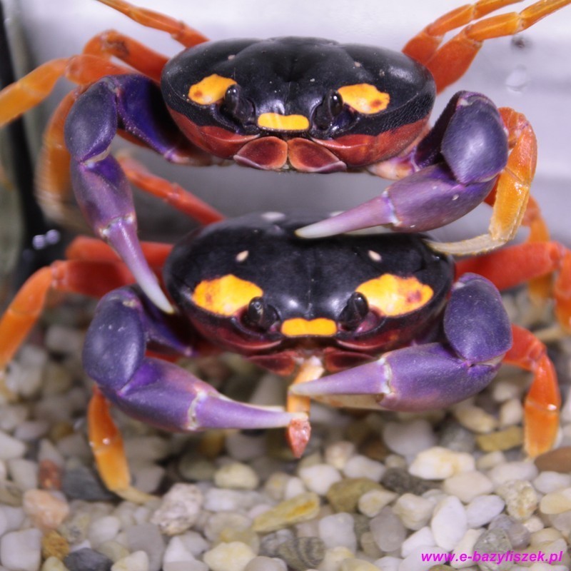 Krab Halloween [Gecarcinus quadratus]