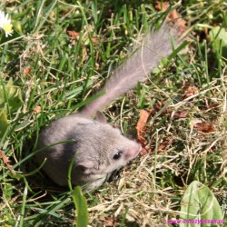 Popielica afrykańska (Graphiurus murinus)