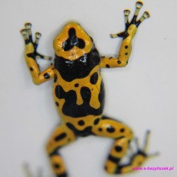 Drzewołaz żółtopasy [Dendrobates leucomelas]