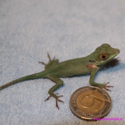 Anolis olbrzymi [Anolis baracoae]