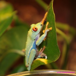 Chwytnica czerwonooka [Agalychnis callidryas]