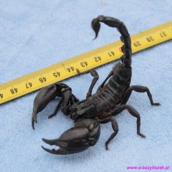 Skorpion [Heterometrus silenus]  ex. petersi