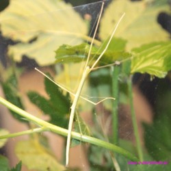 Patyczak skrzydlaty PSG 4  [Sipyloidea sipylus]