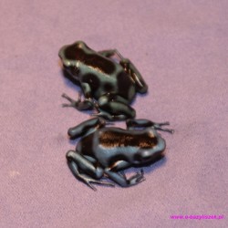 Drzewołaz niebieski [Dendrobates auratus blue]