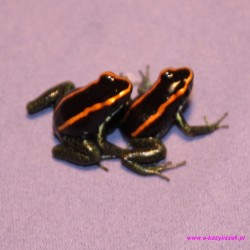 Liściołaz paskowany [Phyllobates vittatus]