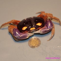 Krab Halloween [Gecarcinus quadratus]