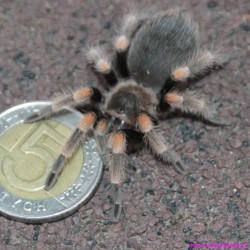 Ptasznik czerwonokolanowy niesex  [Brachypelma hamorii] (smithi)