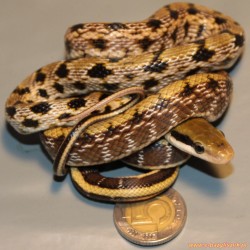 Wąż chiński [Orthriophis taeniurus]
