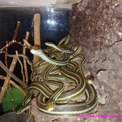 Wąż pończosznik [Thamnophis sauritus]