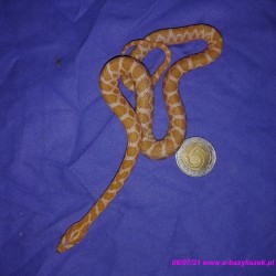 Wąż preriowy [Pantherophis emoryi]