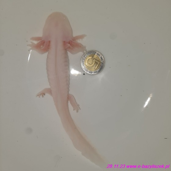 Aksolotl meksykański Salamandra meksykańska [Ambystoma mexicanum], Salamandra Andersona [Ambystoma andersonii]