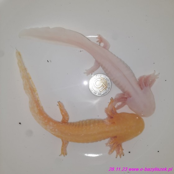 Aksolotl meksykański Salamandra meksykańska [Ambystoma mexicanum], Salamandra Andersona [Ambystoma andersonii]