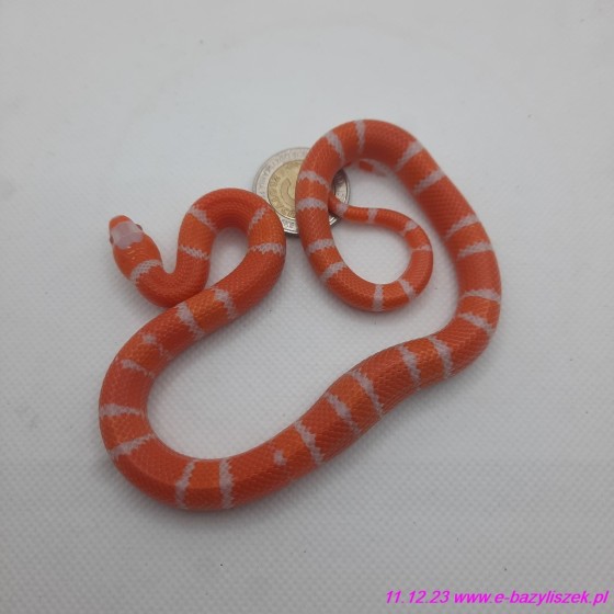 Lancetogłów mleczny [Lampropeltis triangulum hondurensis]