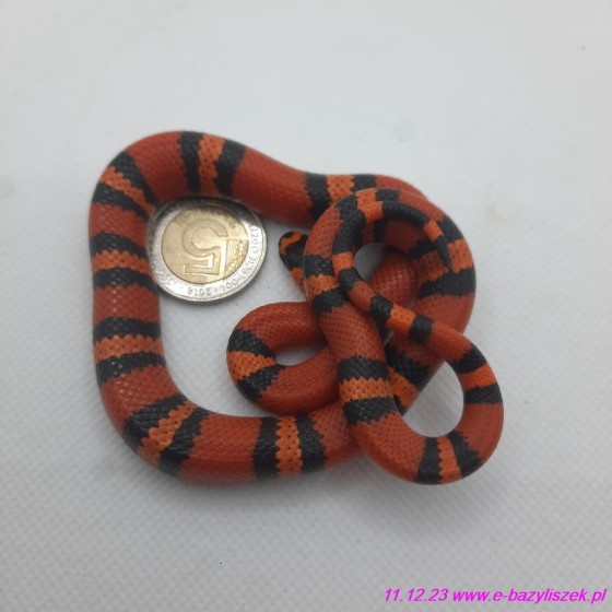 Lancetogłów mleczny [Lampropeltis triangulum hondurensis]