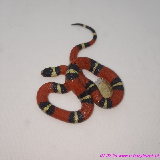 Lancetogłów mleczny [Lampropeltis polyzona sinaloae]