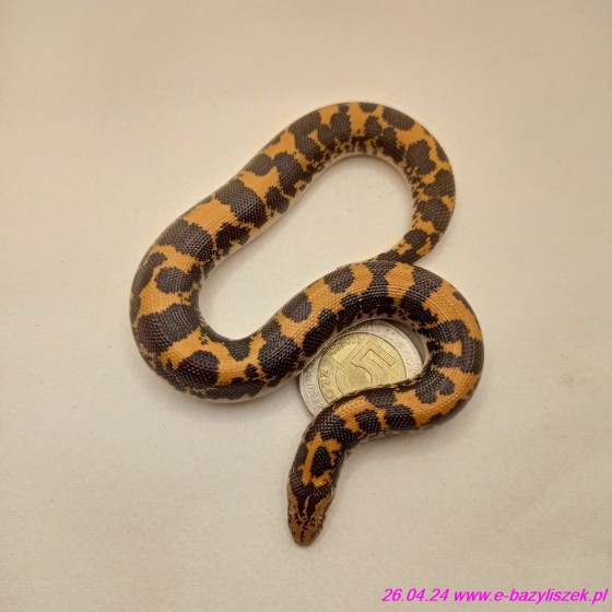 Boa piaskowy, Strzelec kenijski  [Eryx colubrinus loveridgei]
