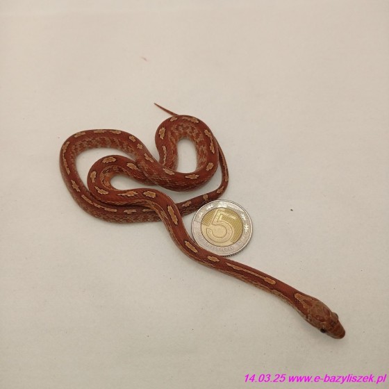 Wąż zbożowy odmiany kolorowe [Pantherophis guttatus] zbożowe