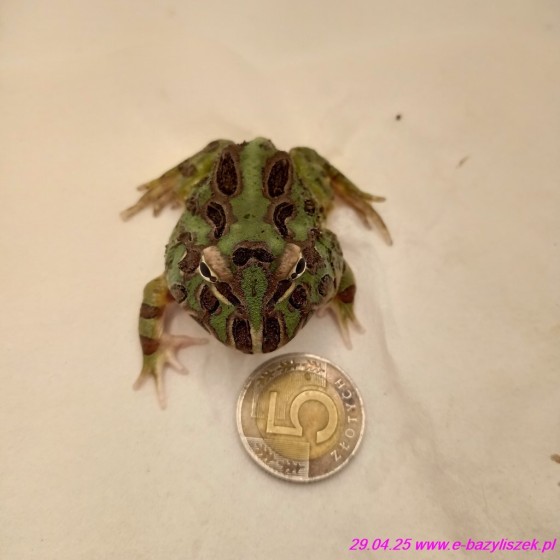 Żaba rogata [Ceratophrys cranwelli / ornata]