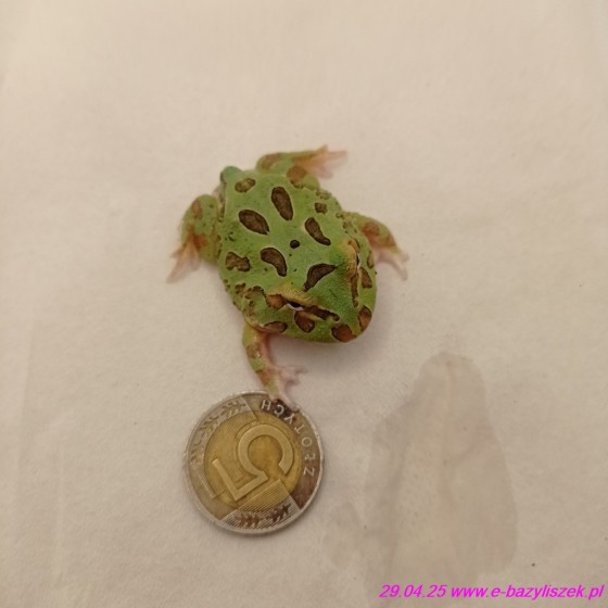 Żaba rogata [Ceratophrys cranwelli / ornata]