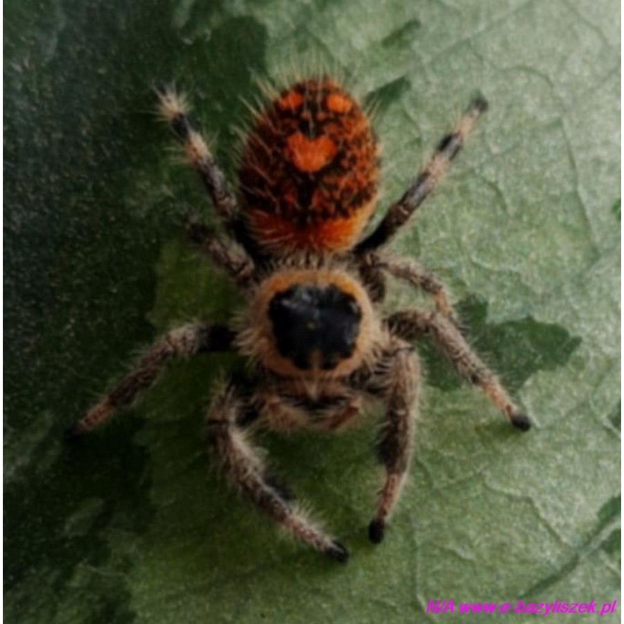 Skakun królewski [Phidippus regius everglades]