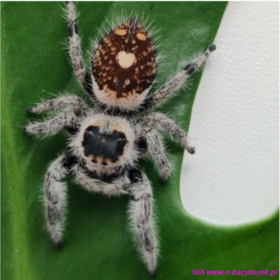 Skakun królewski [Phidippus regius rastafari]