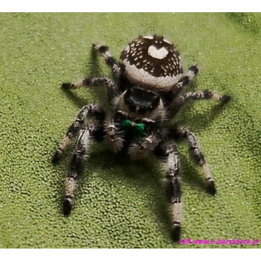 Skakun królewski [Phidippus regius bahamas]