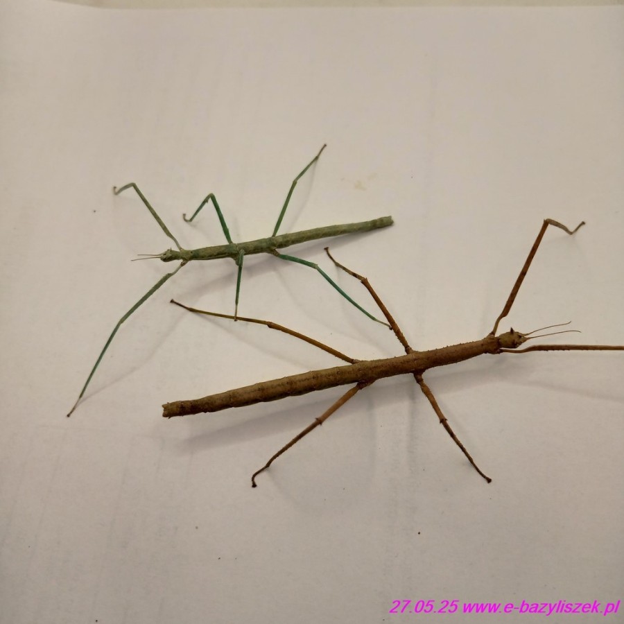 Patyczak rogaty PSG 5 [Medauroidea extradentata]
