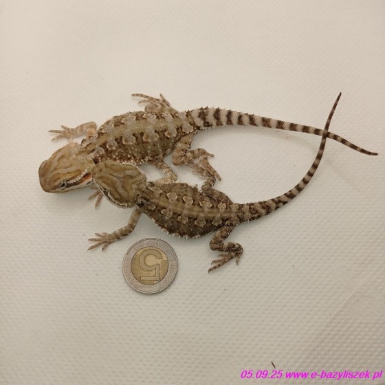 Agama karłowata [Pogona henrylawsoni] brodata