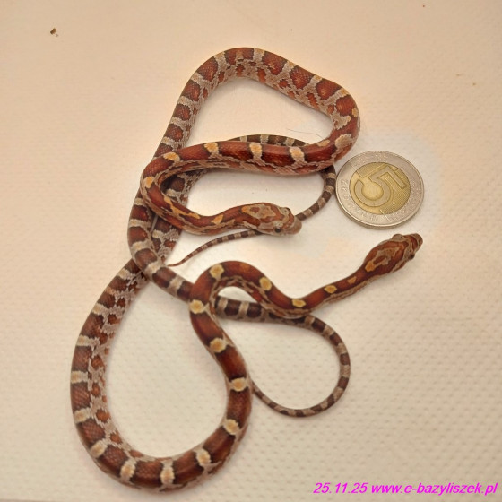Wąż zbożowy odmiany kolorowe [Pantherophis guttatus] zbożowe