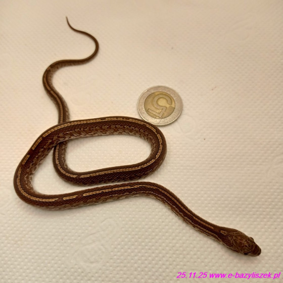 Wąż zbożowy odmiany kolorowe [Pantherophis guttatus] zbożowe