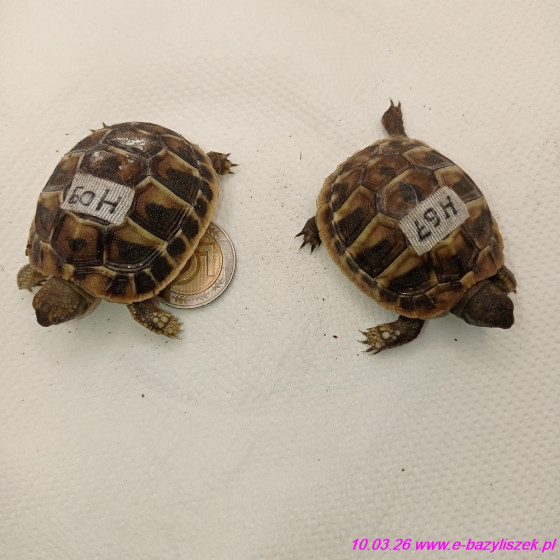 Żółw grecki [Testudo hermanni] lądowy