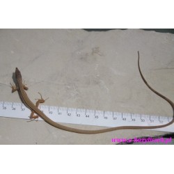 Jaszczurka długoogonowa [Takydromus sexlineatus]