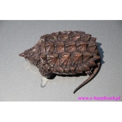 Żółw sępi [Macroclemys temminckii] wodnolądowy