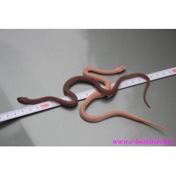Wąż mahoniowy, albinos, prążkowany [Boaedon (Lamprophis) fuliginosus, lineatus]